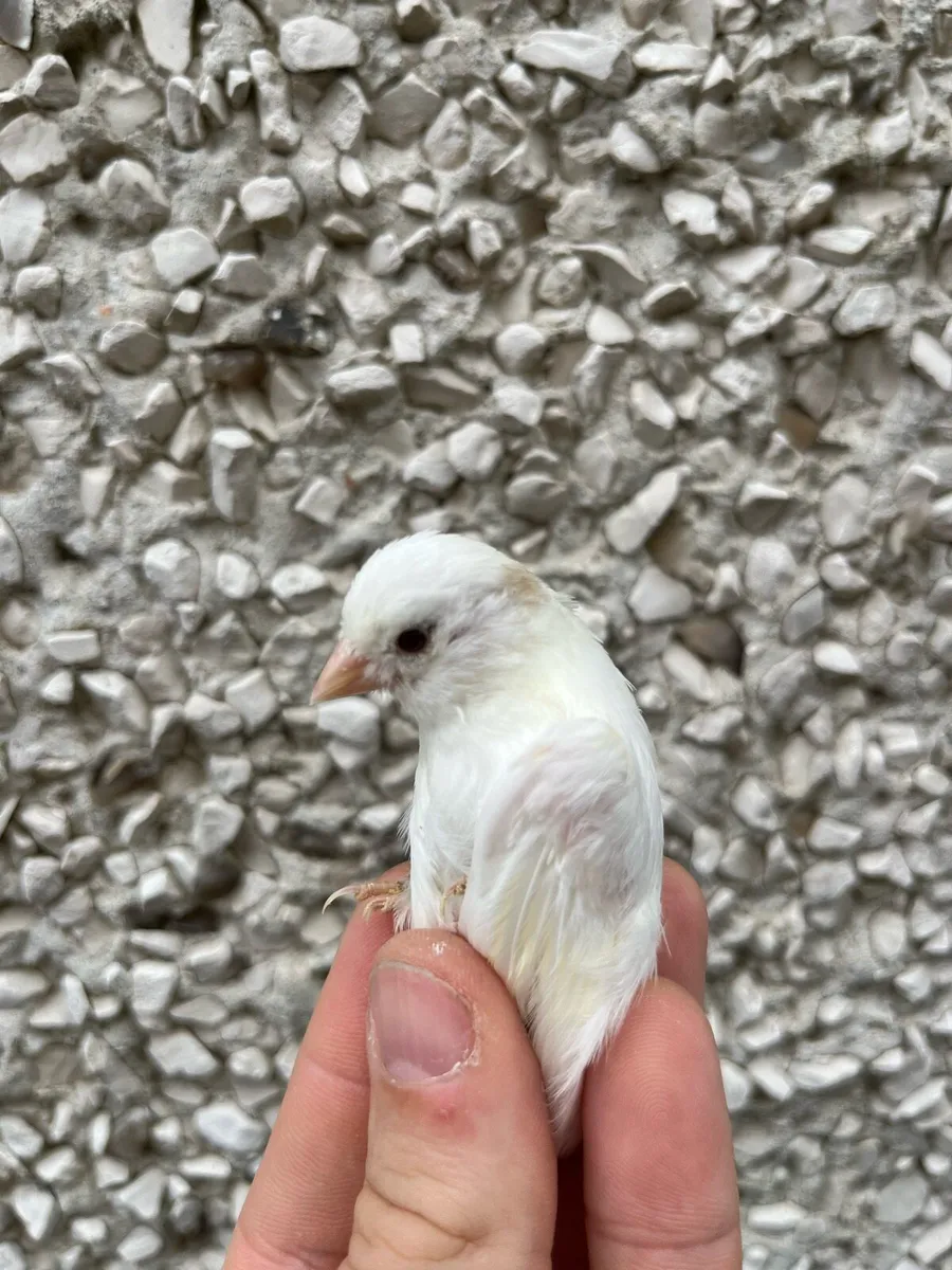 Canaries - Image 3