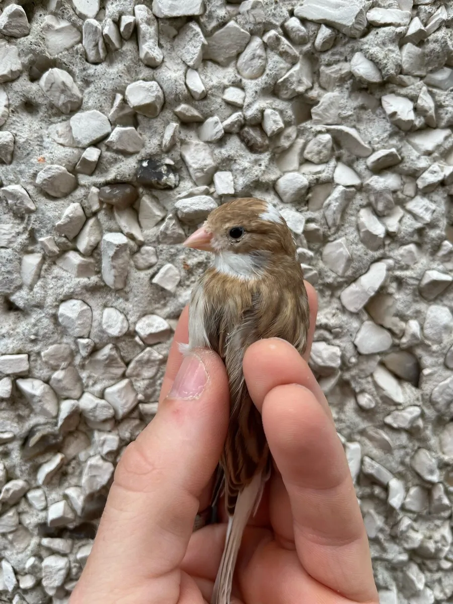 Canaries - Image 4