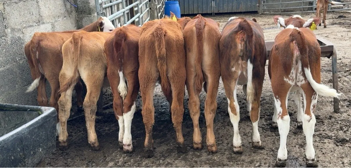 Super selection of reared heifer calves - Image 1