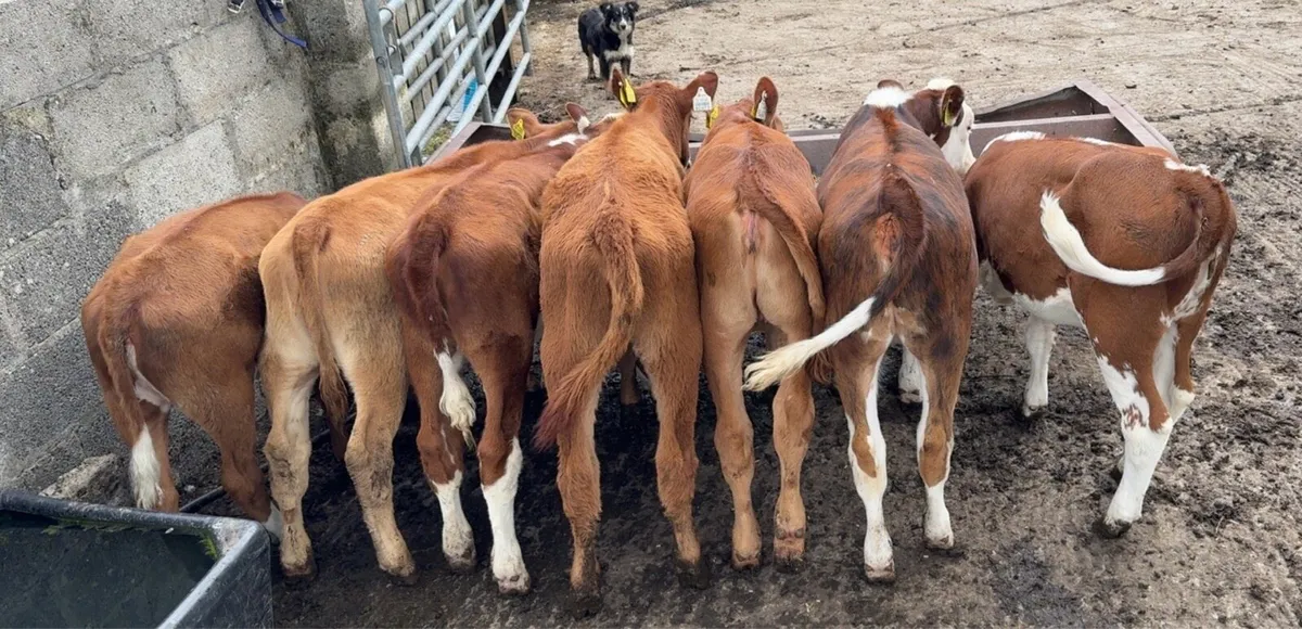 Super selection of reared heifer calves - Image 2