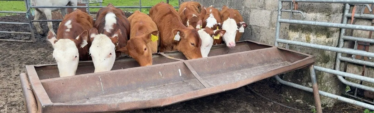 Super selection of reared heifer calves - Image 3