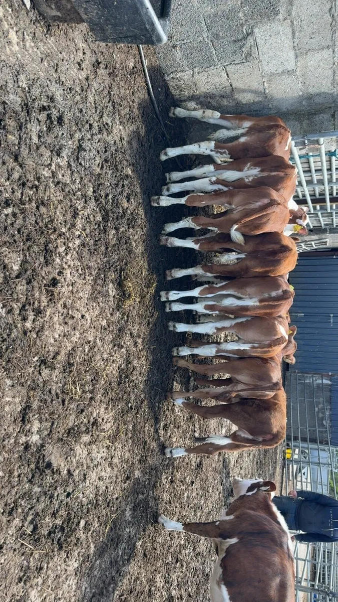 Super selection of reared heifer calves - Image 4