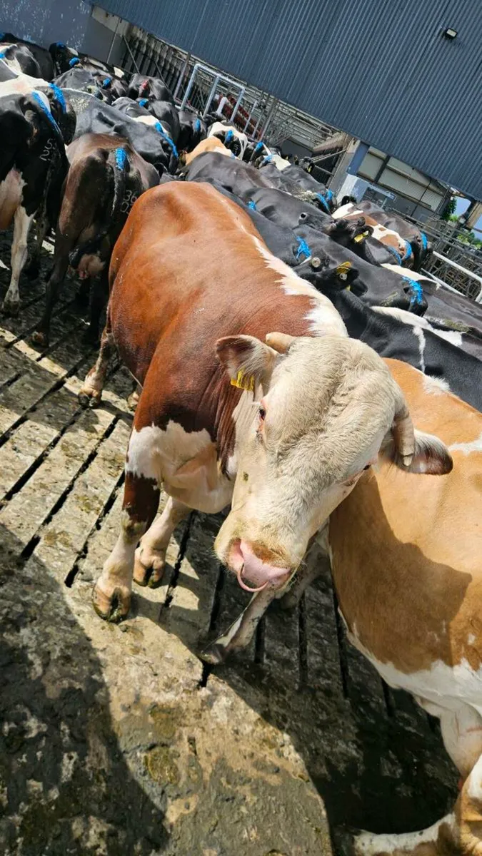Pedigree Hereford Bull - Image 1