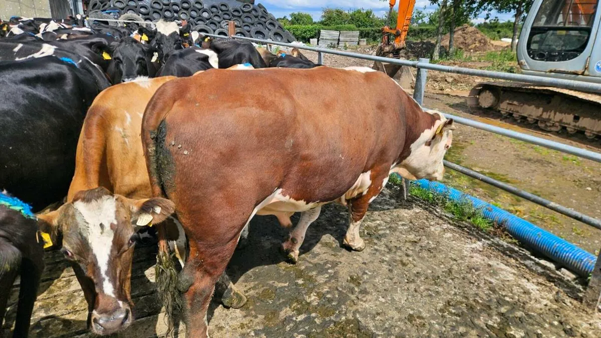 Pedigree Hereford Bull - Image 2
