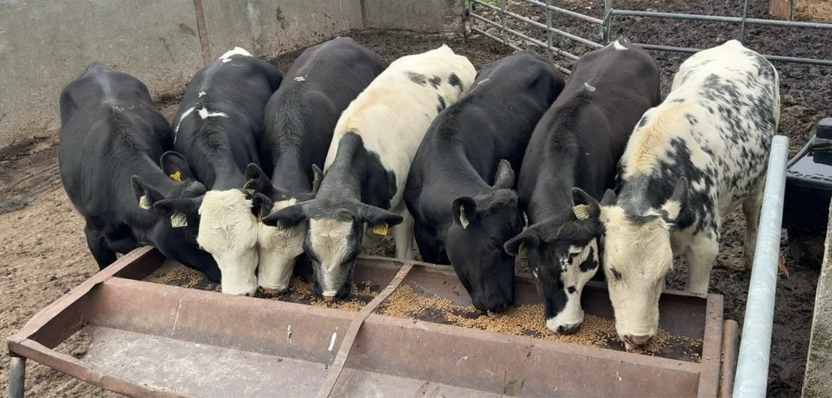 Super selection of heifers - Image 1