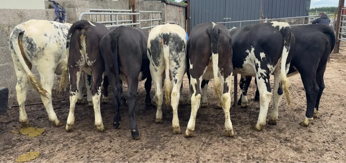 Super selection of heifers - Image 2