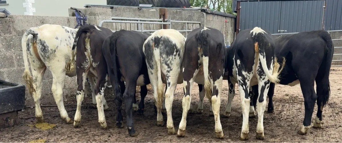Super selection of heifers - Image 3