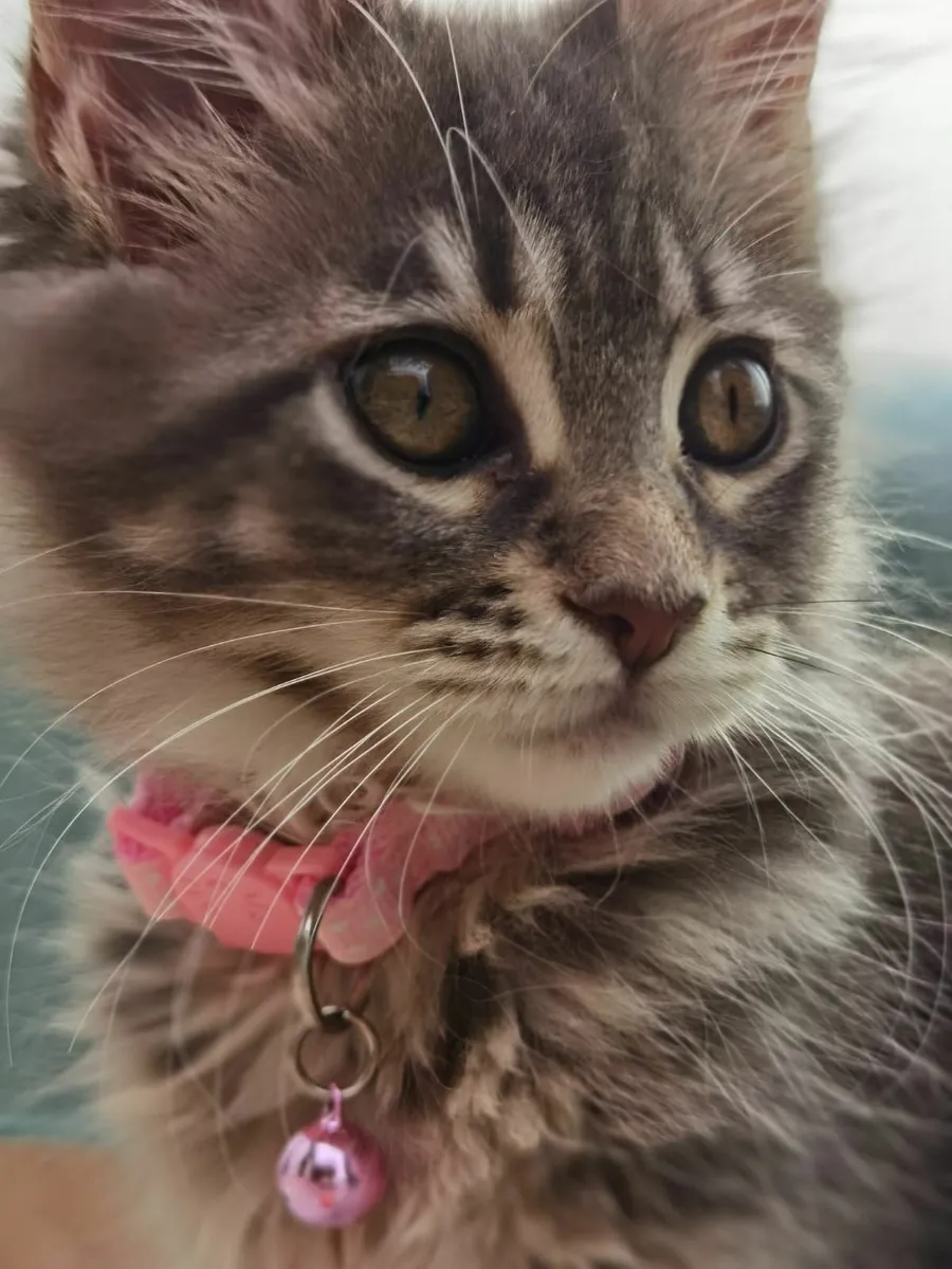 Incredible Maine Coon Kitten's - Image 2