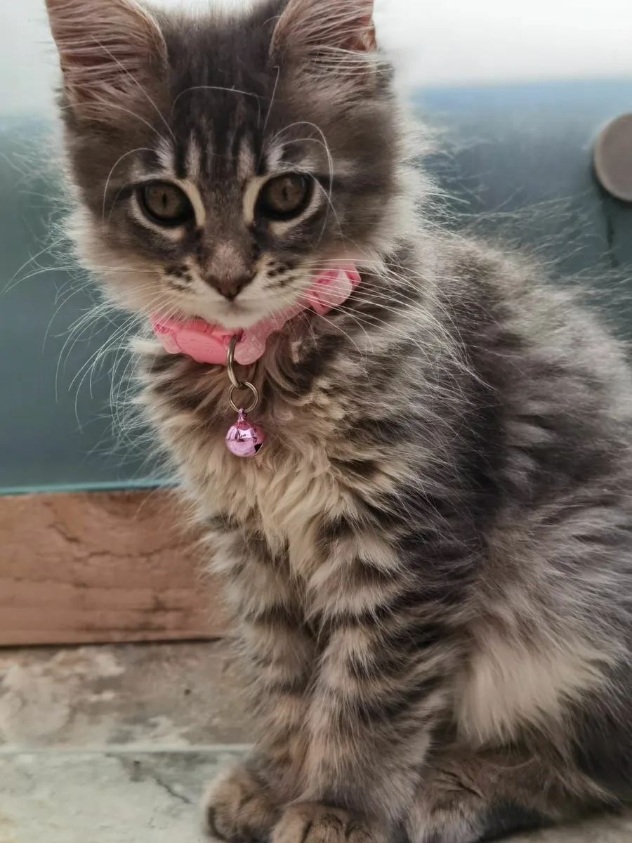 Incredible Maine Coon Kitten's - Image 3