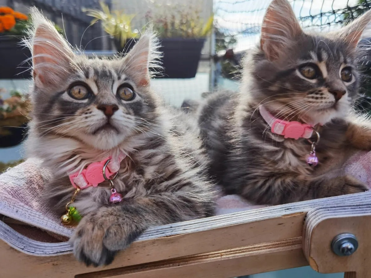 Incredible Maine Coon Kitten's - Image 1