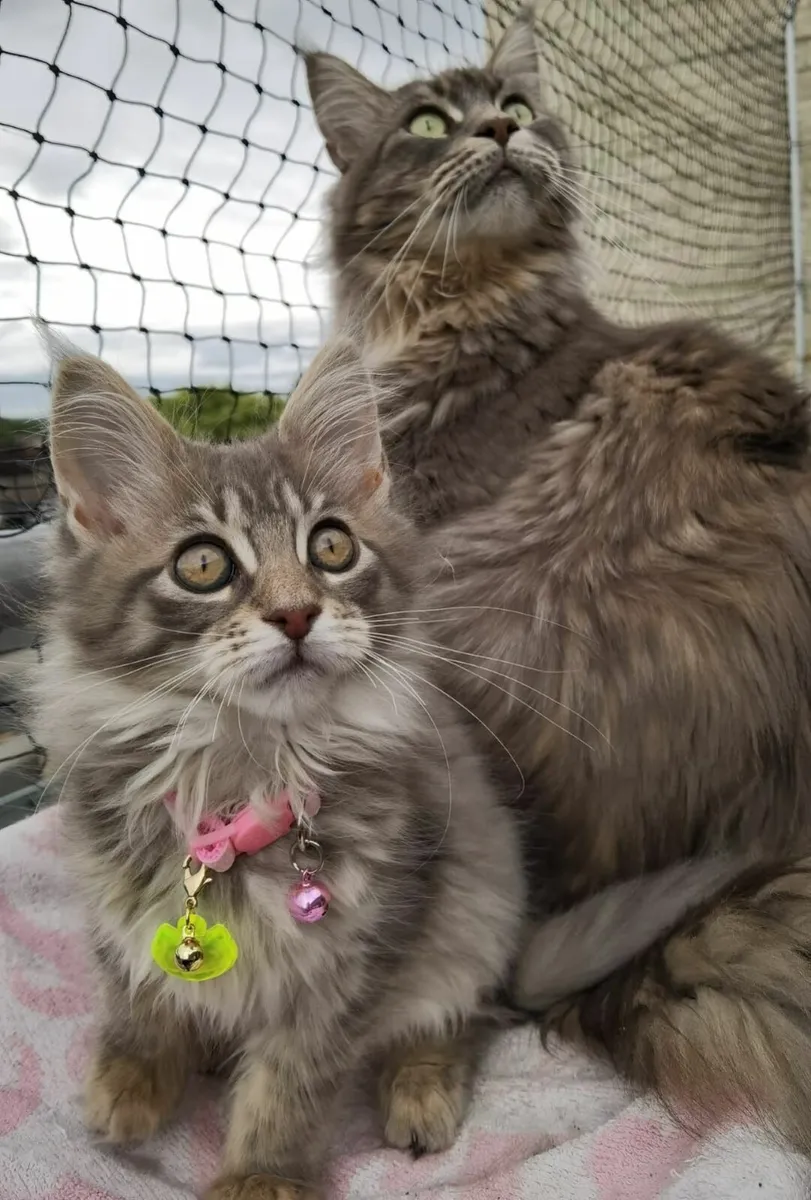 Incredible Maine Coon Kitten's - Image 4