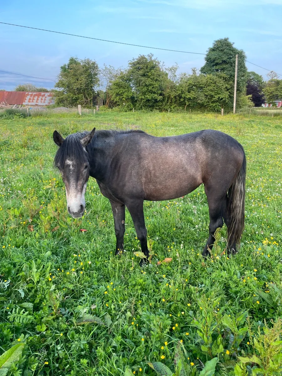 Connemara ponies - Image 1