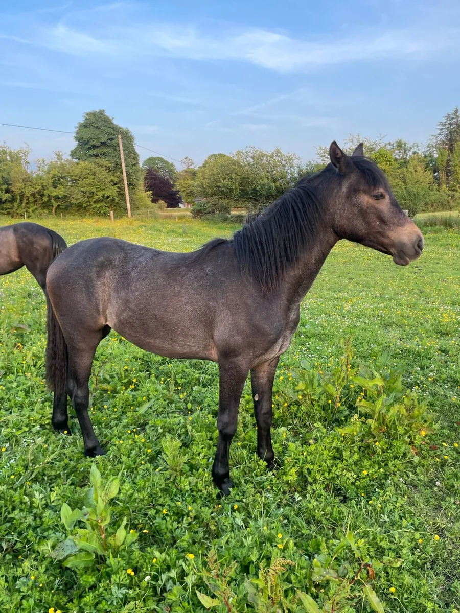 Connemara ponies - Image 2