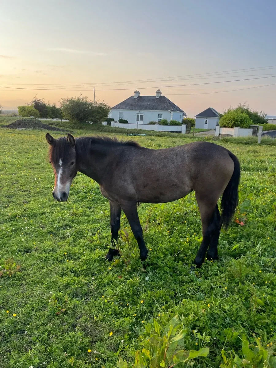 Connemara ponies - Image 3