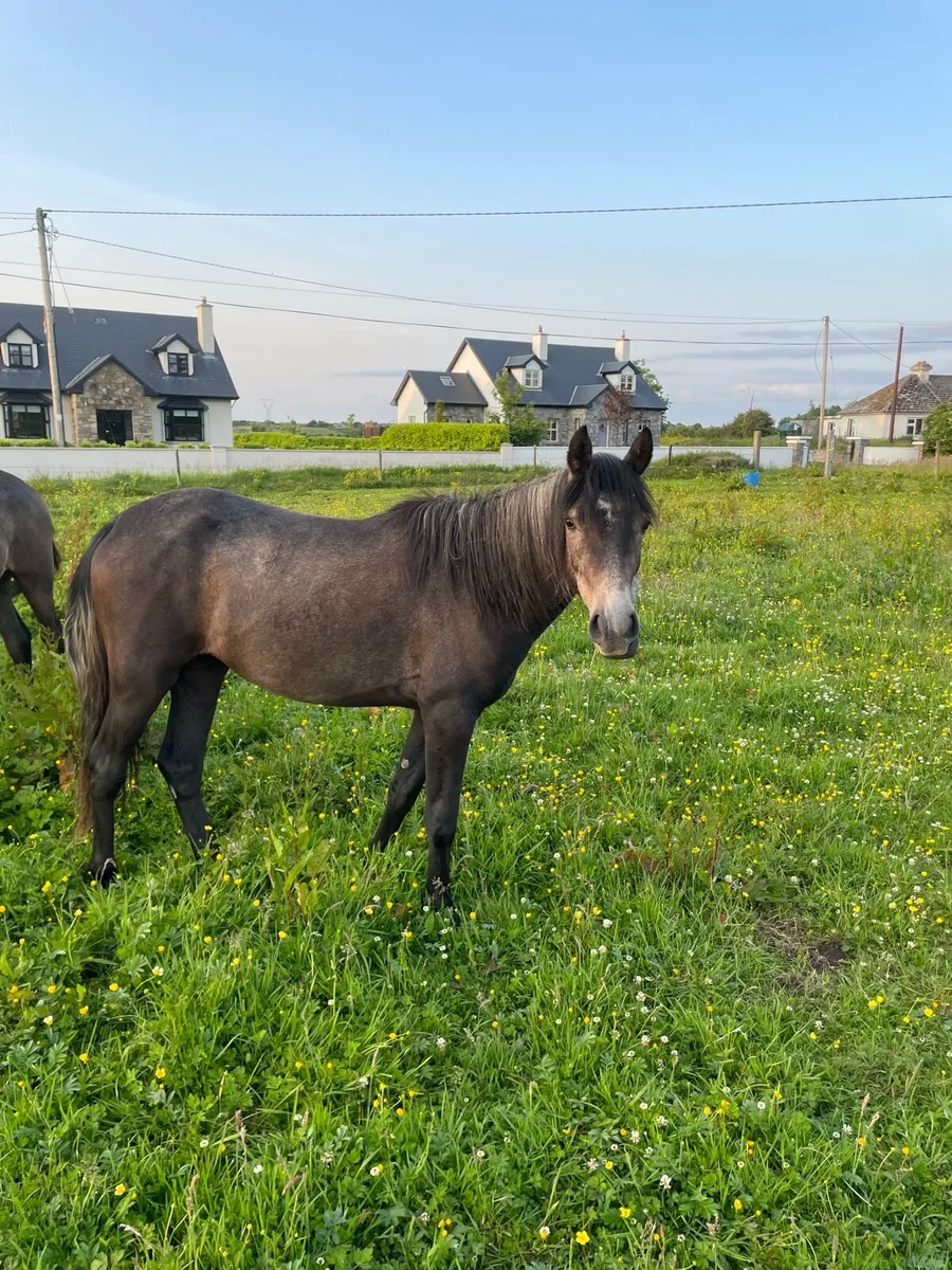 Connemara ponies - Image 4