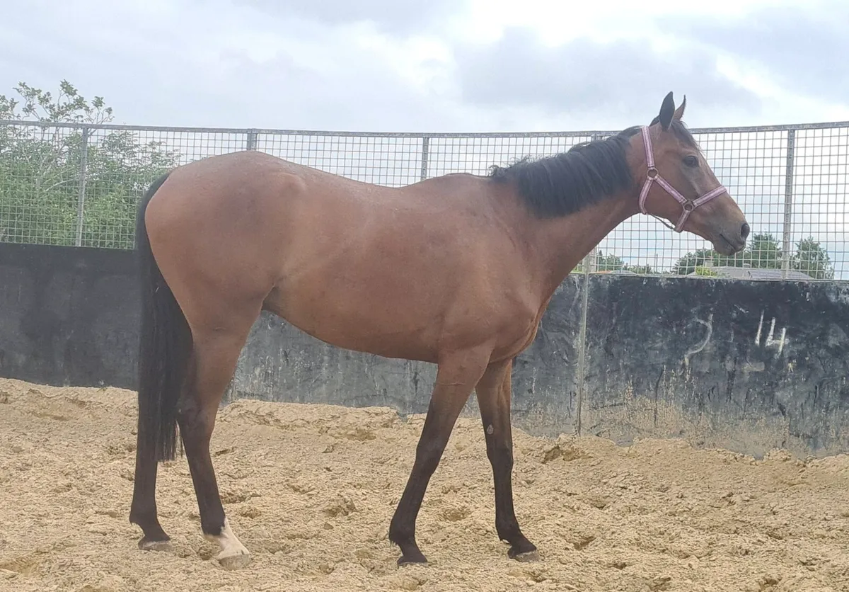 4YR NATIONAL HUNT GELDING - Image 3
