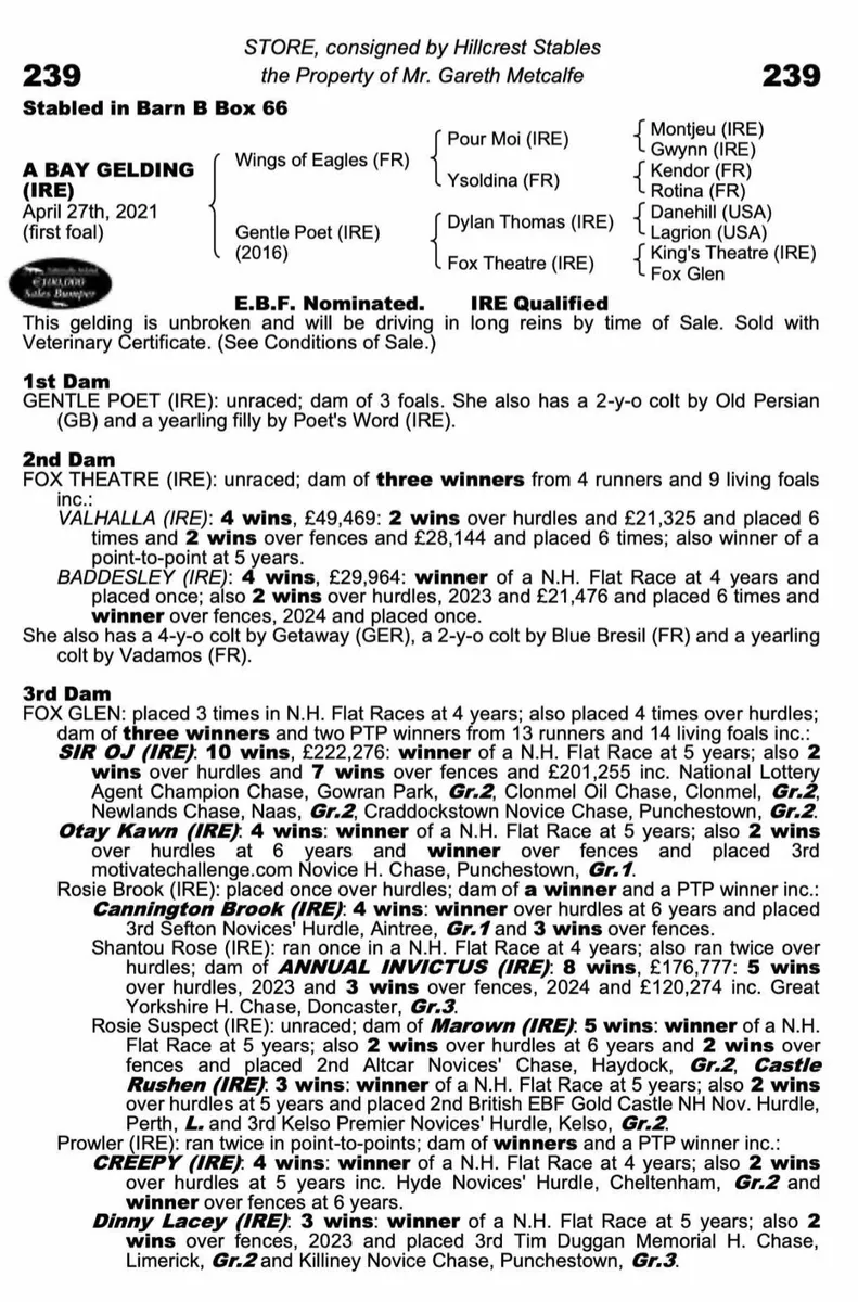 4YR NATIONAL HUNT GELDING - Image 4