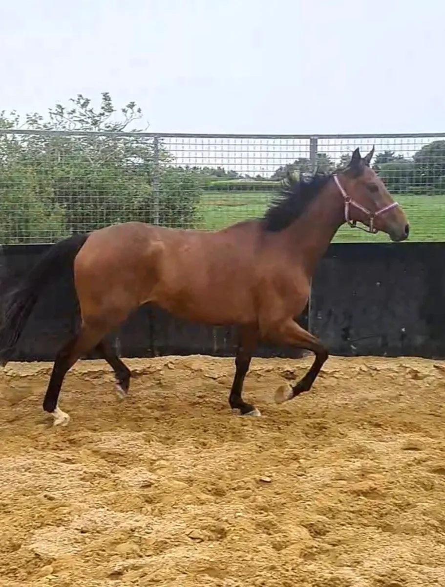4YR NATIONAL HUNT GELDING - Image 1