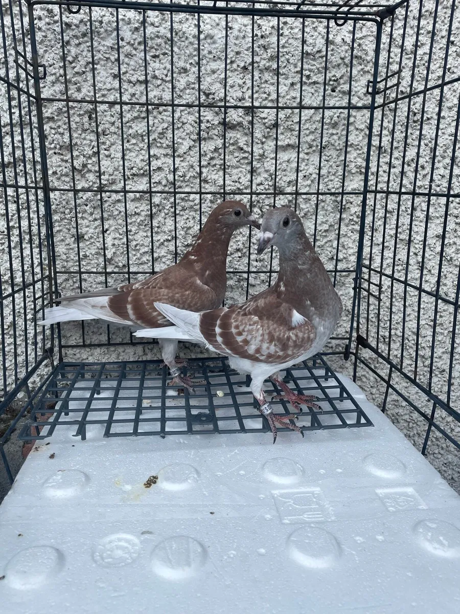 Racing pigeons Young birds x6 - Image 1