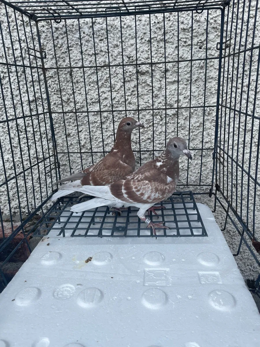 Racing pigeons Young birds x6 - Image 2