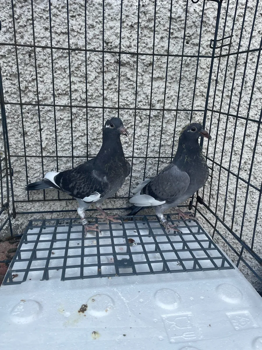 Racing pigeons Young birds x6 - Image 3