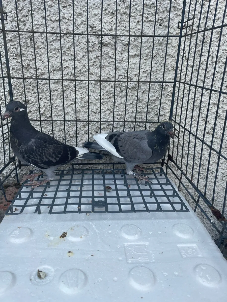 Racing pigeons Young birds x6 - Image 4