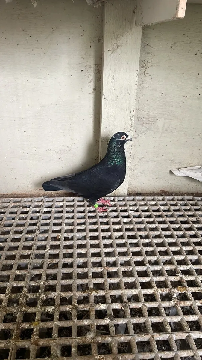 Racing Pigeons (Arden, Hirn, Sablon, Ceusters) - Image 3