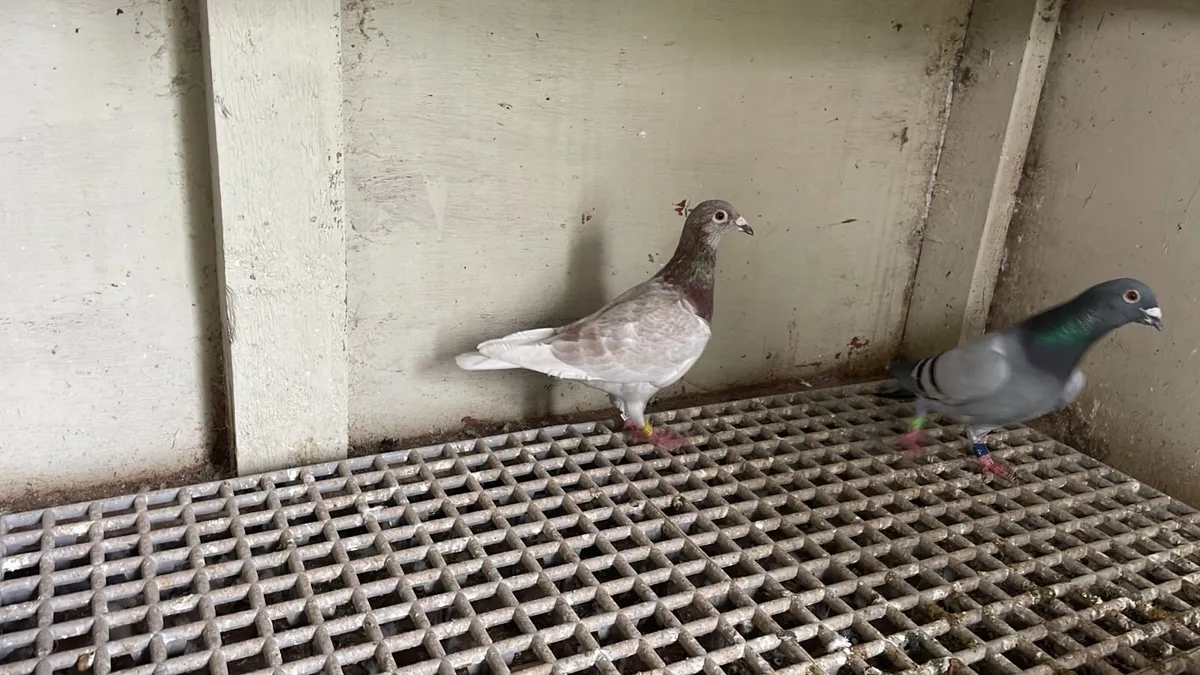 Racing Pigeons (Arden, Hirn, Sablon, Ceusters) - Image 4