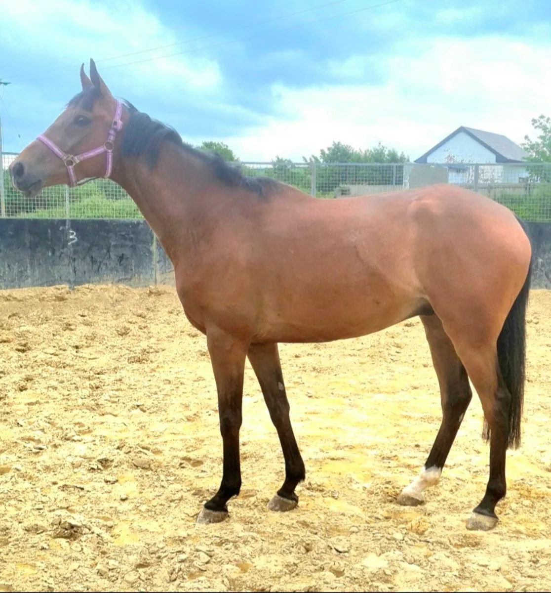 4YR NATIONAL HUNT GELDING - Image 2