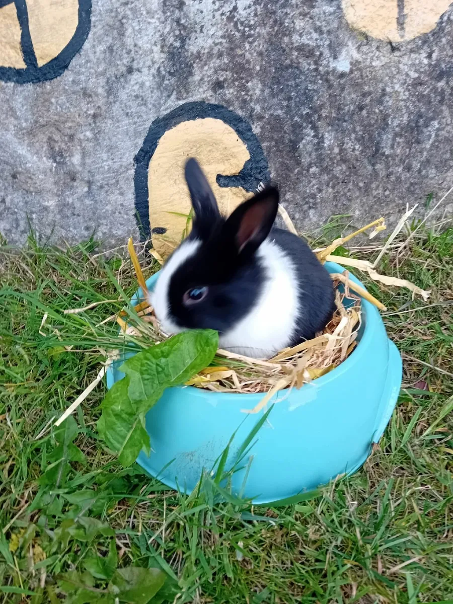 Rabbits - Image 1