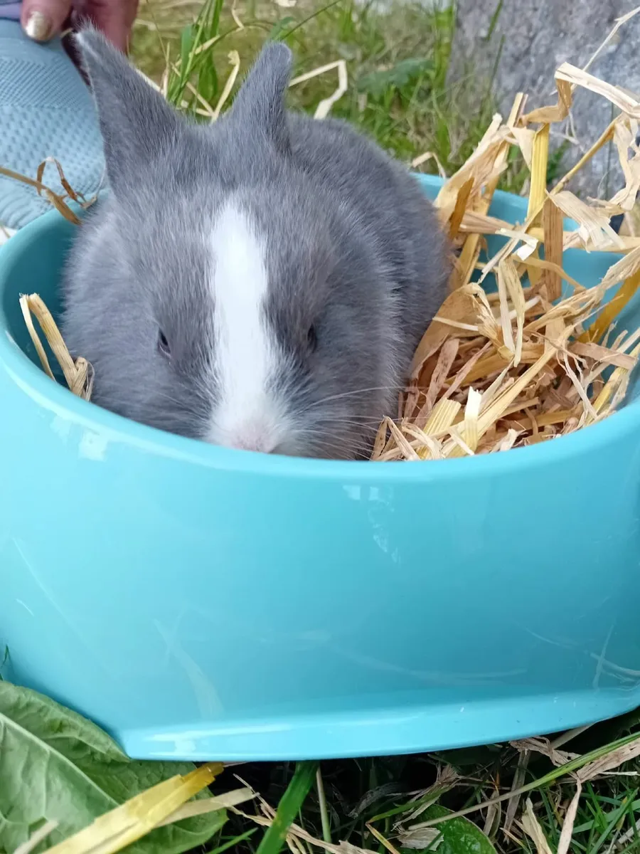 Rabbits - Image 2