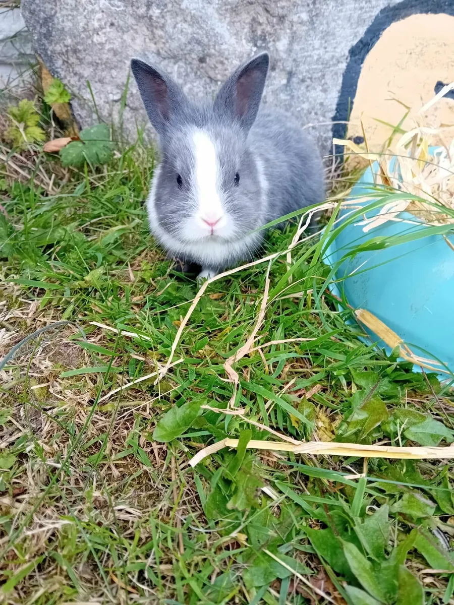 Rabbits - Image 3
