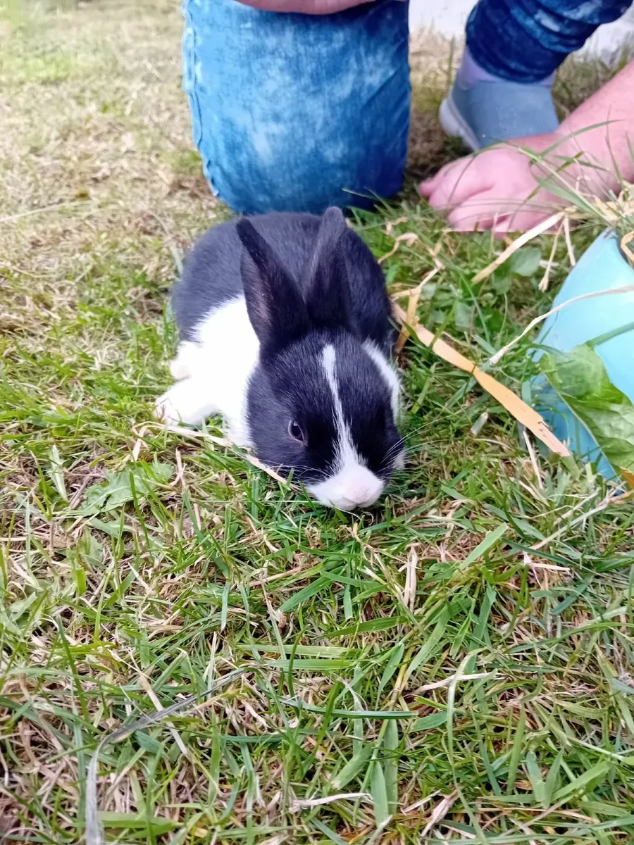 Rabbits - Image 4