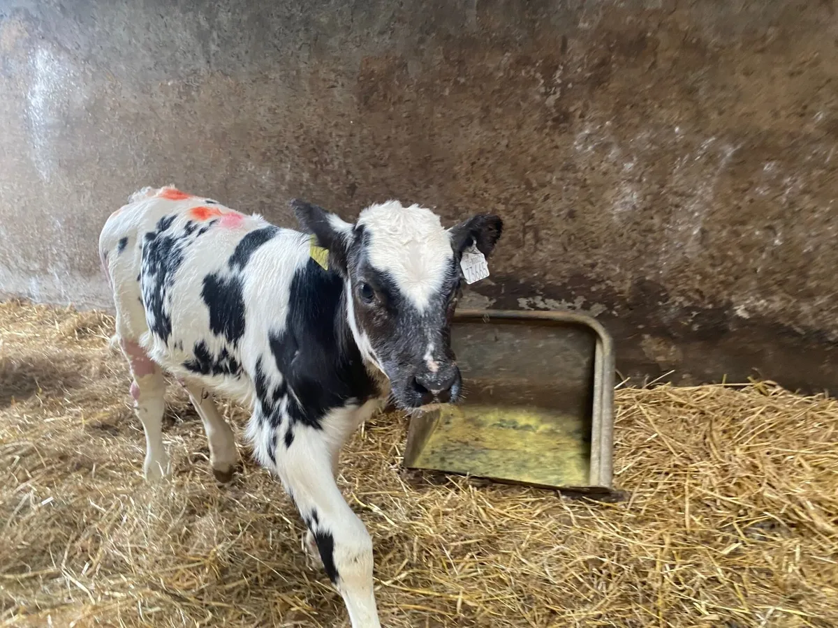 BBX Bull Calf For Sale - Image 1