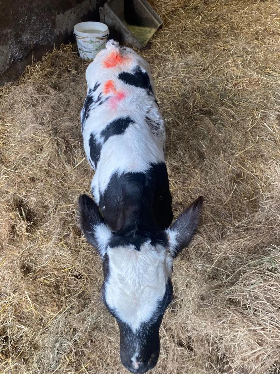 BBX Bull Calf For Sale - Image 2