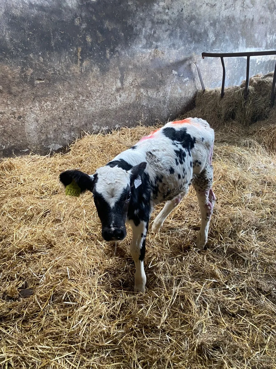 BBX Bull Calf For Sale - Image 3