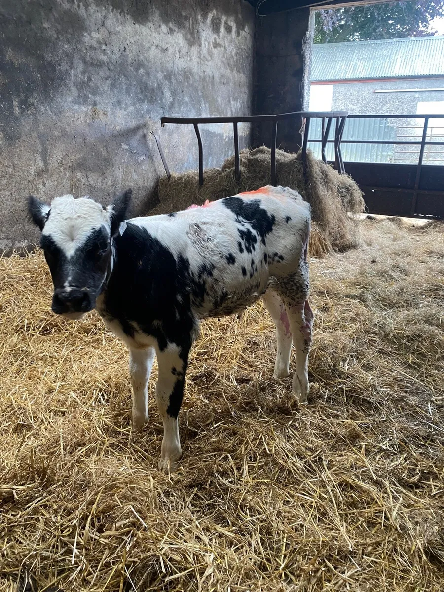 BBX Bull Calf For Sale - Image 4
