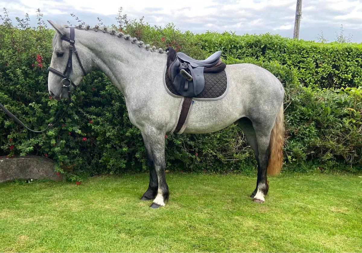 3 yr old 15.2 Irish draught x cob - Image 1