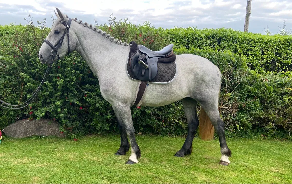 3 yr old 15.2 Irish draught x cob - Image 2