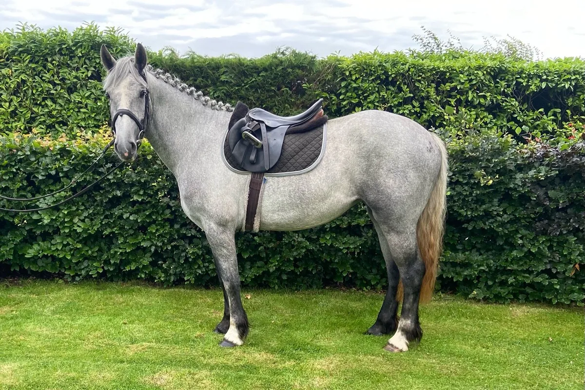 3 yr old 15.2 Irish draught x cob - Image 3