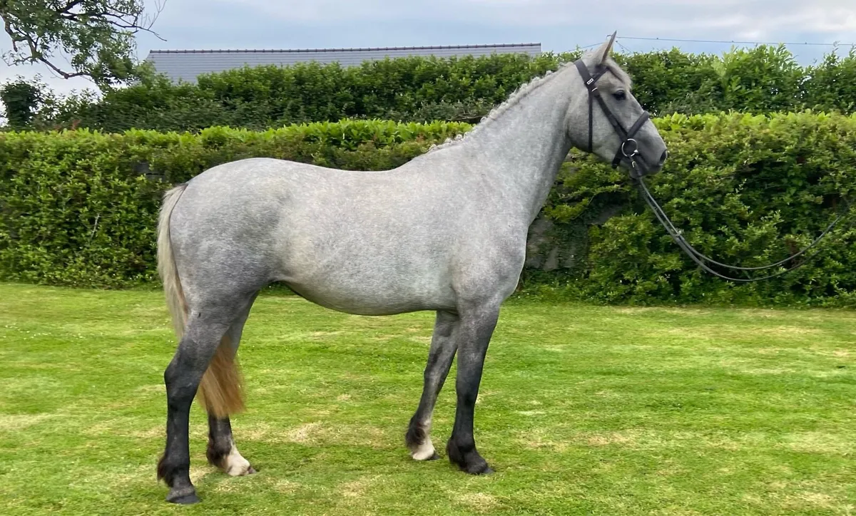 3 yr old 15.2 Irish draught x cob - Image 4
