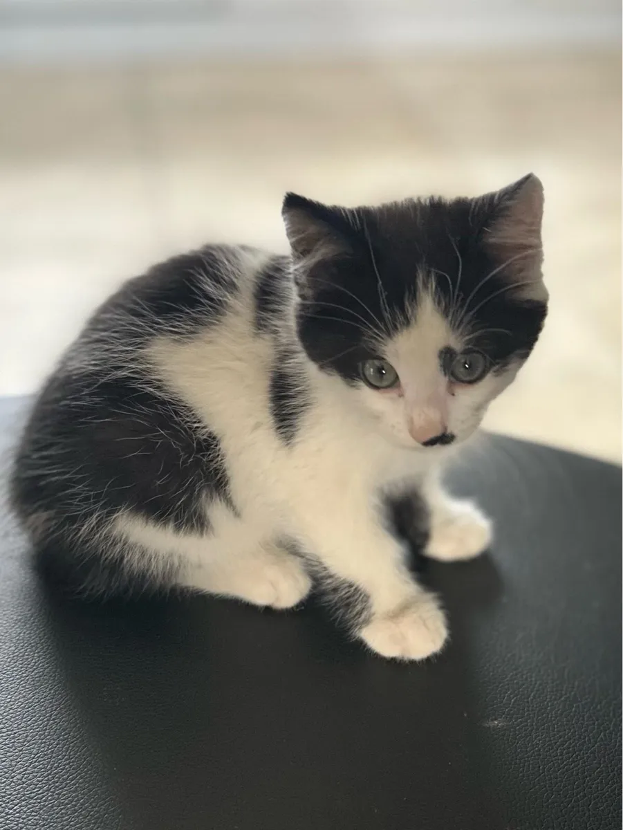 Kitten