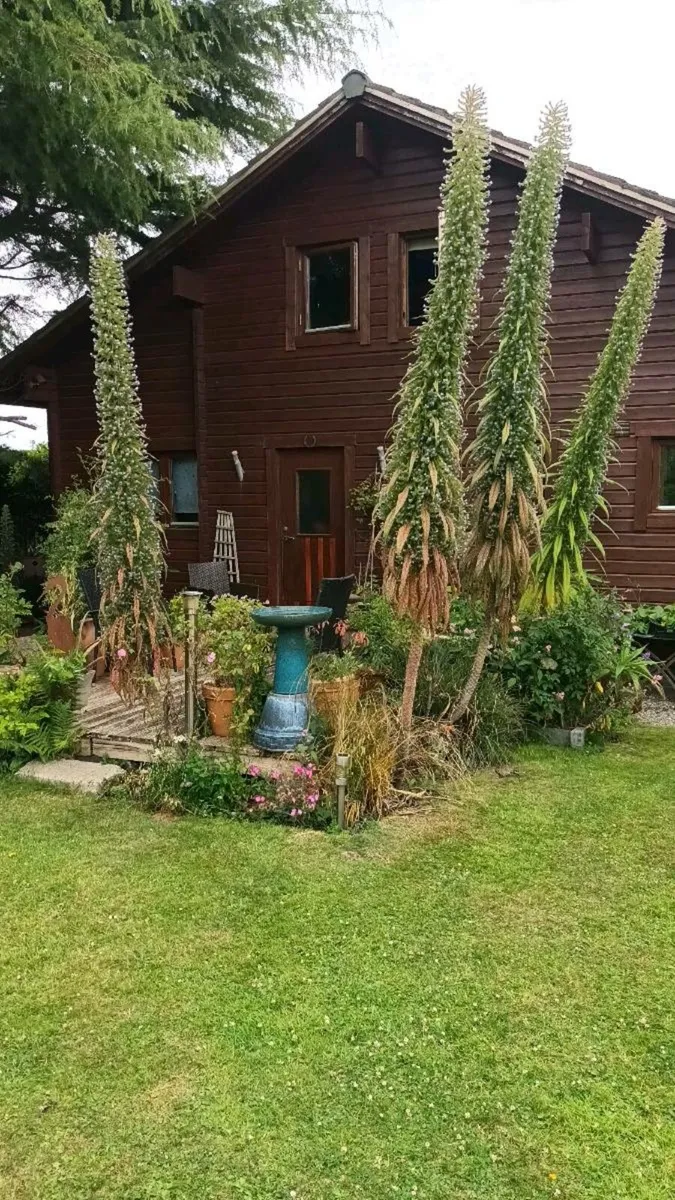 100 Echium pininana seeds, D18, freepost - Image 1