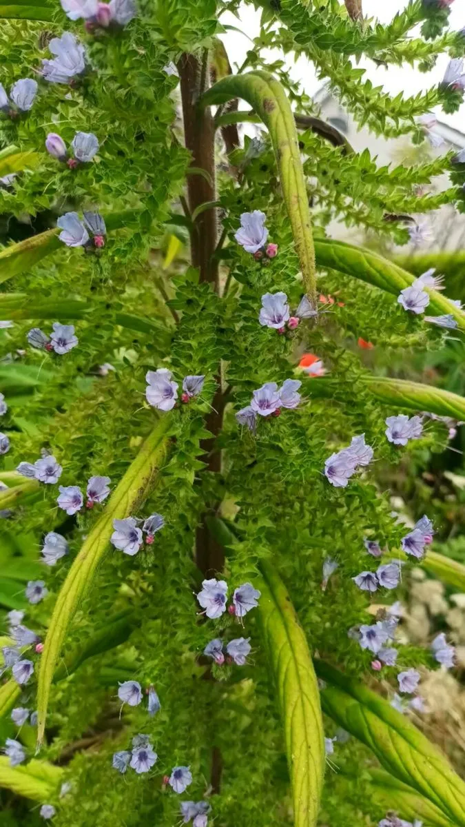 100 Echium pininana seeds, D18, freepost - Image 4