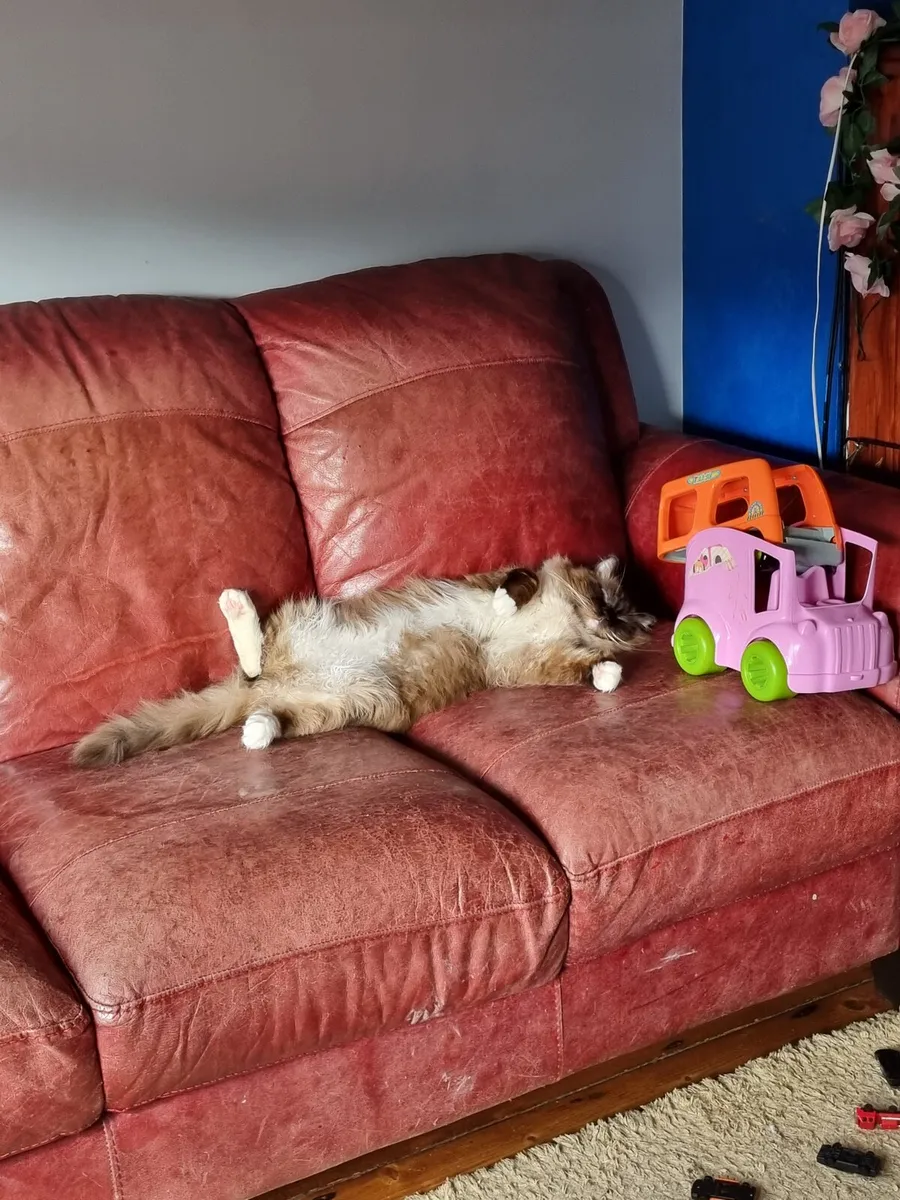 Ragdoll Cat - Image 1