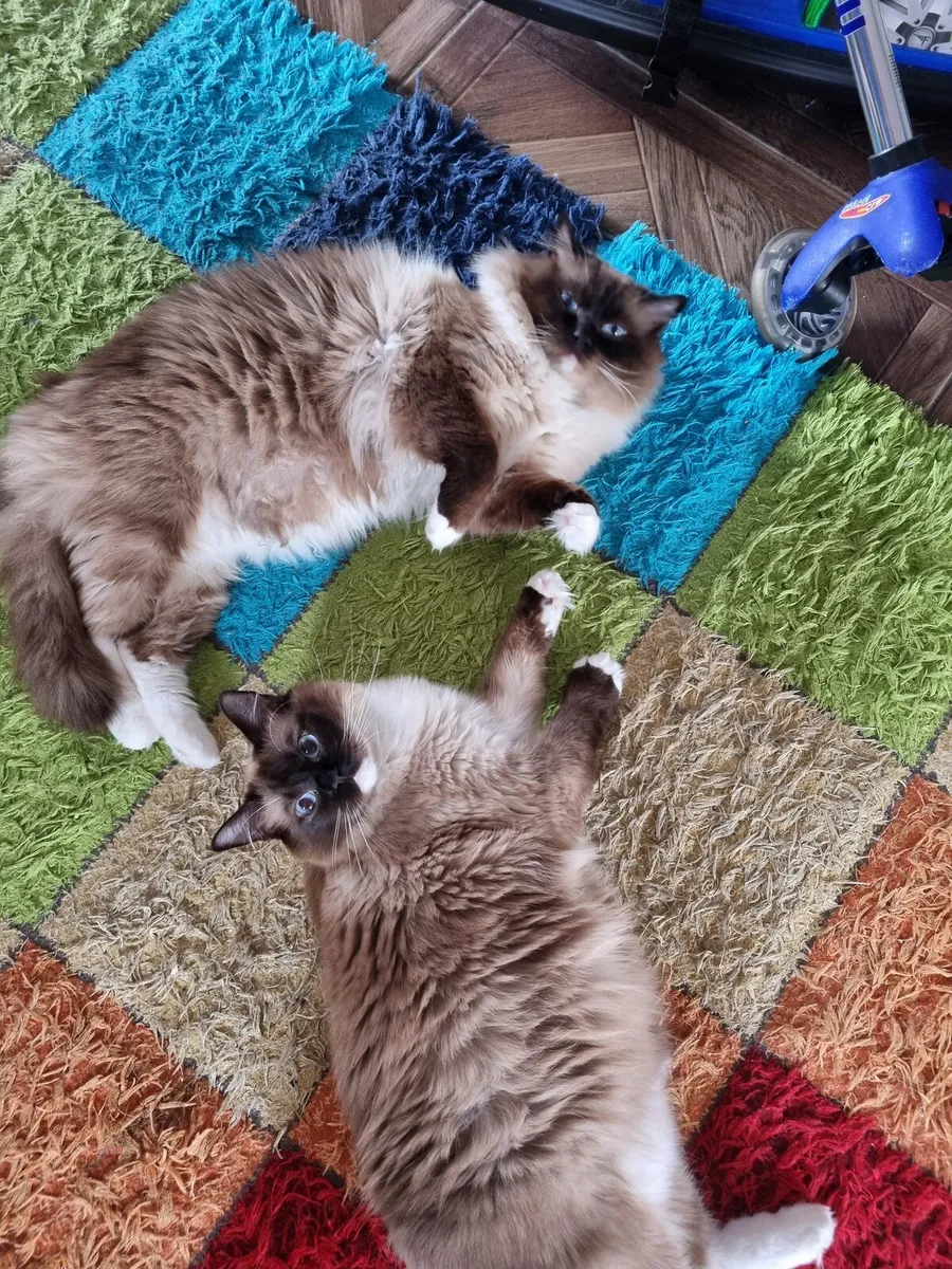 Ragdoll Cat - Image 2