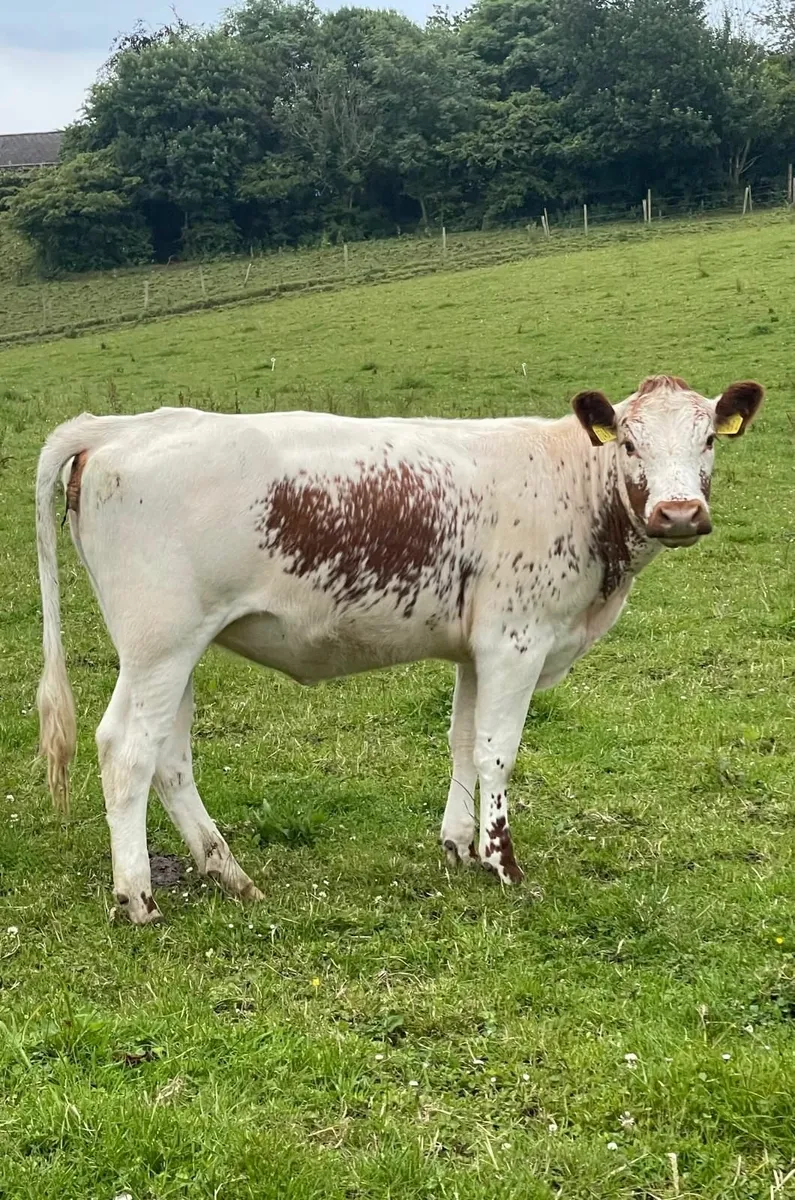 Irish Moied Cattle !!FOR SALE!! - Image 1