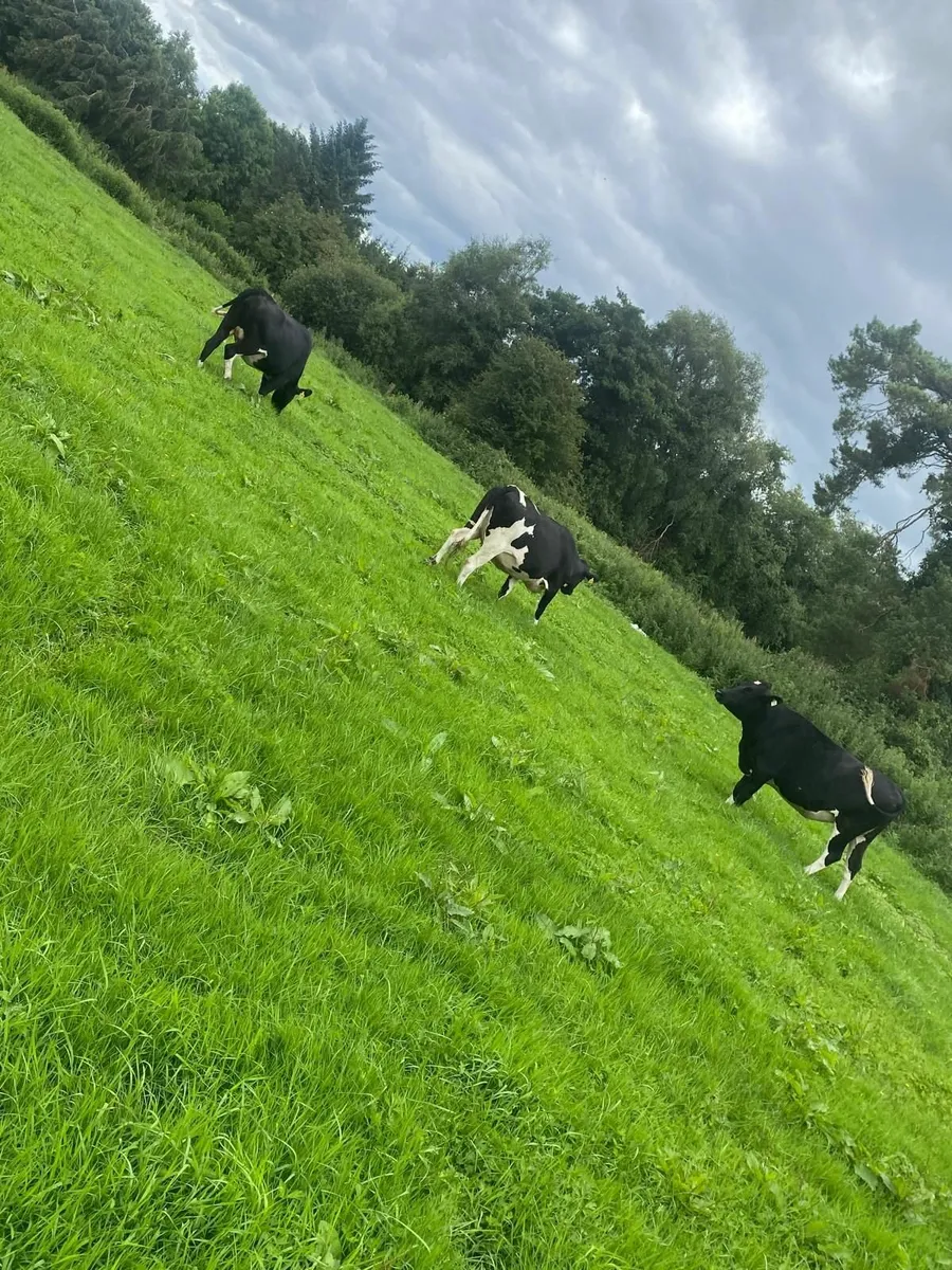 3 PB Holstein Friesian Heifer Springers - Image 1