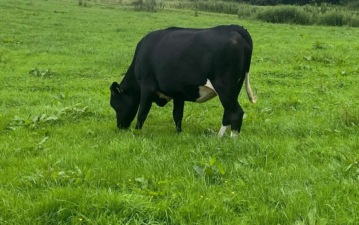 3 PB Holstein Friesian Heifer Springers - Image 2