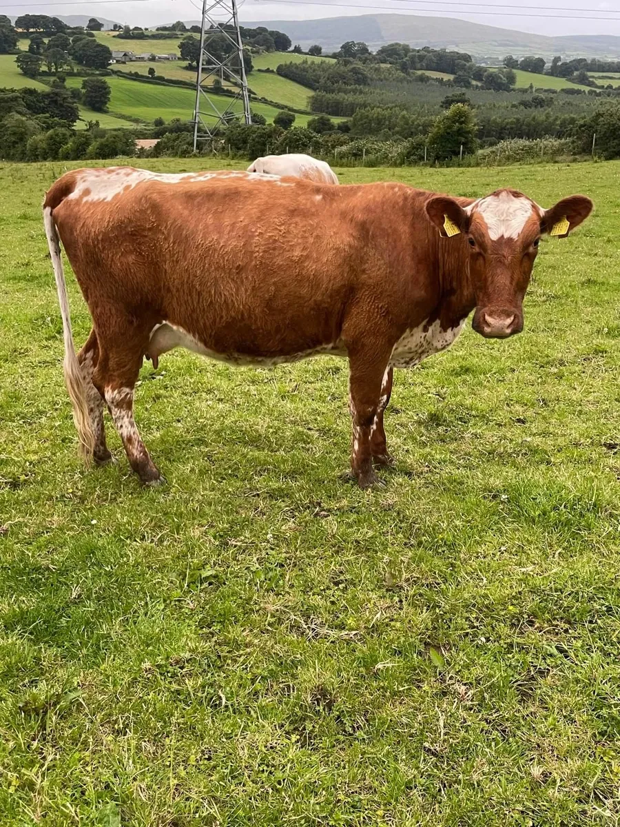 Irish Moied Cattle !!FOR SALE!! - Image 2